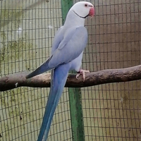 Parrocchetti dal collare