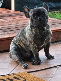 Bouldog francese con pedigree per monta