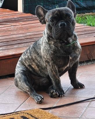 Bouldog francese con pedigree per monta