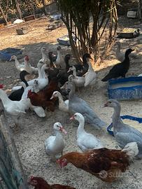 Anatre galline