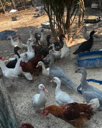 Anatre galline