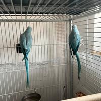 Coppia parrocchetti dal collare allevati a mano