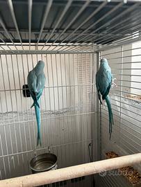 Coppia parrocchetti dal collare allevati a mano