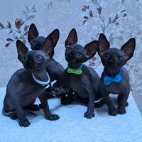 Cuccioli di sphynx trasporto in tutta italia