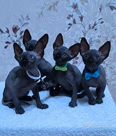 Cuccioli di sphynx trasporto in tutta italia