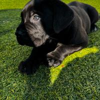 Cuccioli di cani corso