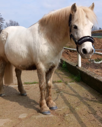 Pony
