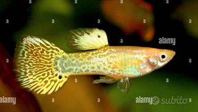 Guppy di vari colori