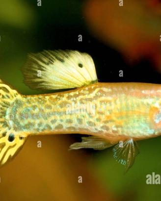 Guppy di vari colori