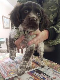 Disponibile cucciolo