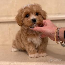 MALTIPOO - MALTIPO CUCCIOLI DISPONIBILI - pag rate