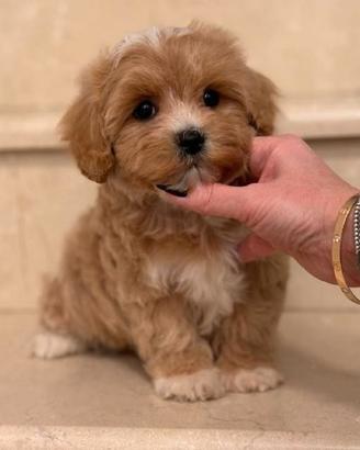 MALTIPOO - MALTIPO CUCCIOLI DISPONIBILI - pag rate