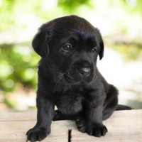 Labrador Retriever con Pedigree