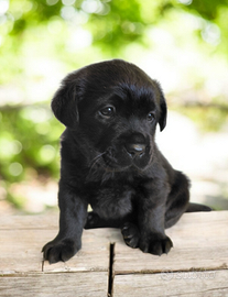 Labrador Retriever con Pedigree