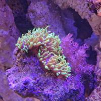 Coralli per Aquario marino