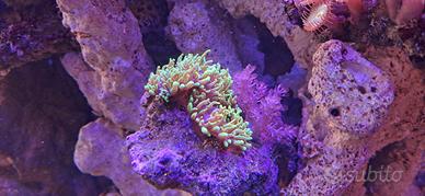 Coralli per Aquario marino