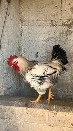 Galli e galline razza robusta maculata