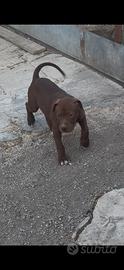 Ultimi 2 cuccioli di American Pitbull terrier UKC