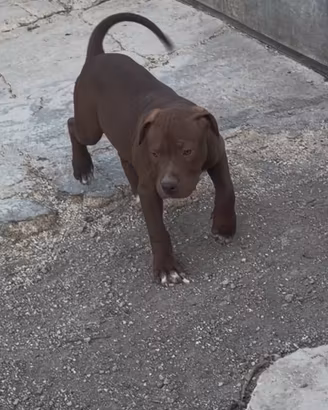 Ultimi 2 cuccioli di American Pitbull terrier UKC