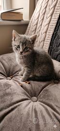 Gattina mix siamese europeo