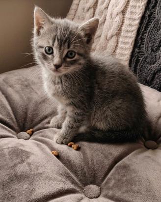 Gattina mix siamese europeo