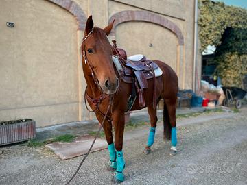 Quarter x Appaloosa