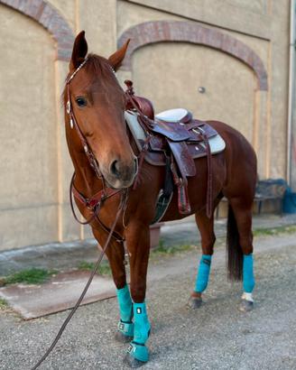 Quarter x Appaloosa