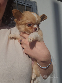 Chihuahua femmina pelo lungo