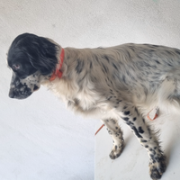Cuccioli setter inglese