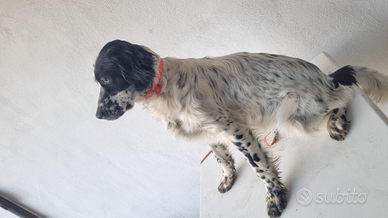 Cuccioli setter inglese