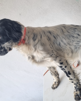 Cuccioli setter inglese