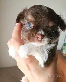 Chihuahua maschietto p/l Chocolat ,