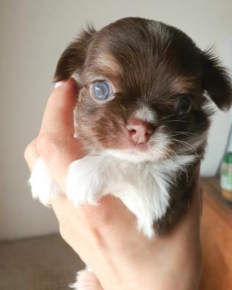 Chihuahua maschietto p/l Chocolat ,