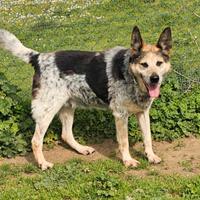 Anziano taglia media in adozione