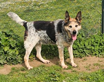 Anziano taglia media in adozione