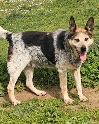 Anziano taglia media in adozione