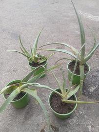 Piantine aloe
