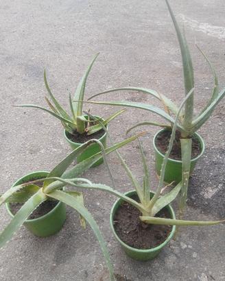 Piantine aloe