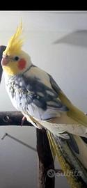 pappagallo calopsitta