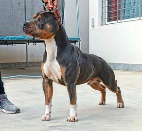 American pitbull terrier