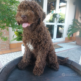 Cuccioli lagotto con pedigree