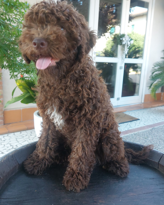 Cuccioli lagotto con pedigree