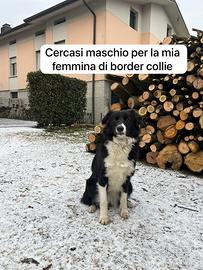 Maschio border collie
