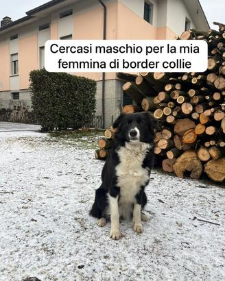Maschio border collie