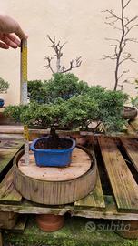bonsai juniperus itoigawa