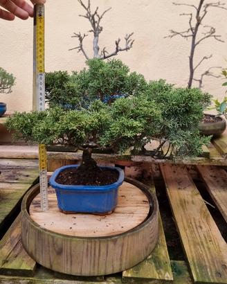 bonsai juniperus itoigawa