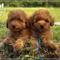 Disponibili maschi e femmine