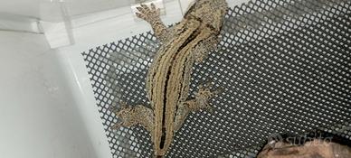 Auriculatus Maschi