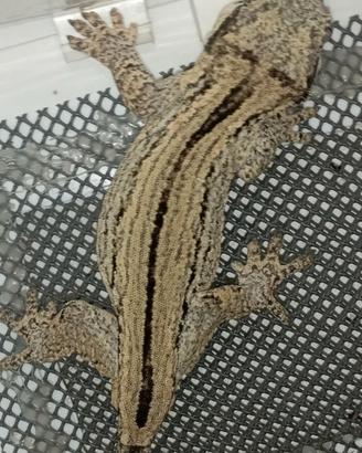 Auriculatus Maschi