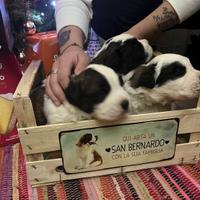 San Bernardo cuccioli